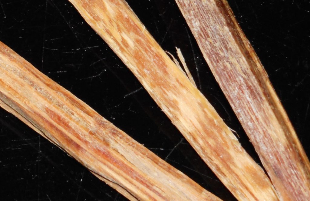 Origin Outdoors Fatwood Maya sticks (1Kg